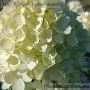 Aedhortensia Little Lime